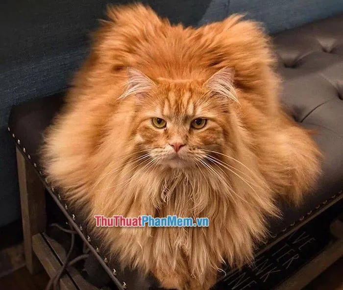 Mèo Maine Coon