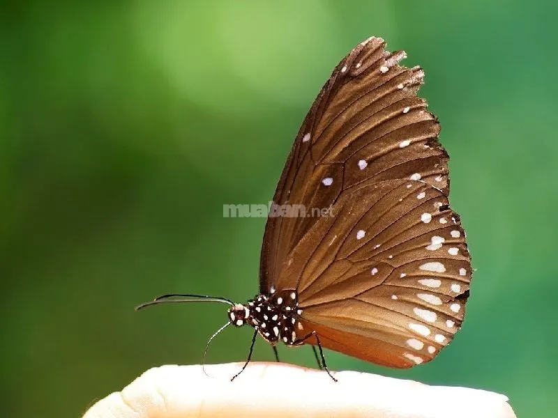 Bướm nâu đậu trên lá cây