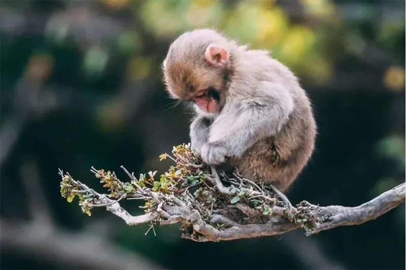 Người tuổi Thân