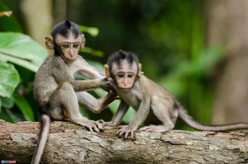 Tính cách người tuổi Thân