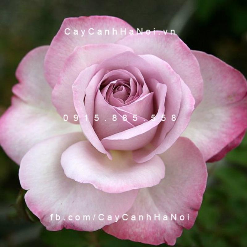 Lưu ý chất lượng ảnh hoa hồng