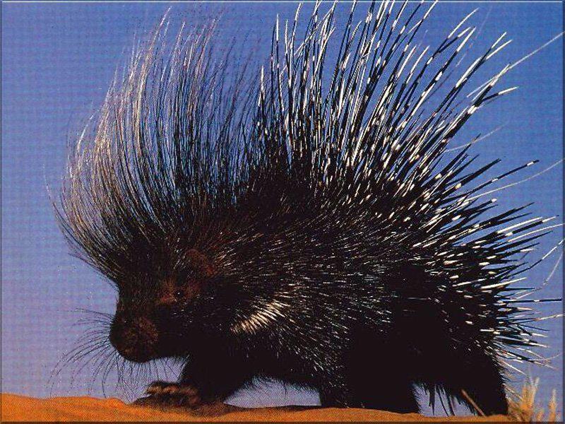 Hinh anh con nhim tieng anh voi bo long quills dac trung, ten dong vat trong tu dien